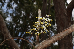Dendrobium canaliculatum