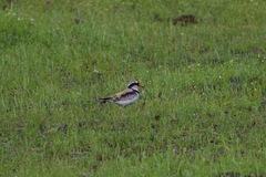 Elseyornis melanops