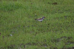 Elseyornis melanops