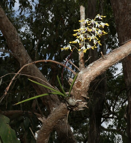 Image of Dendrobium canaliculatum by (c) Greg Tasney, some rights reserved (CC BY-SA)
