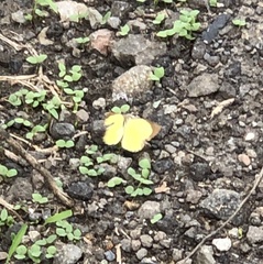 Eurema brigitta