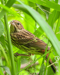 Emberiza rutila