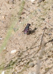 Cicindela scutellaris lecontei