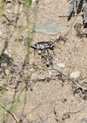Cicindela formosa