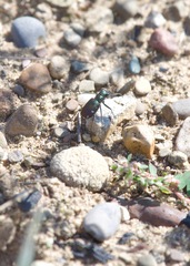 Cicindela scutellaris lecontei