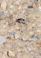 Cicindela tranquebarica