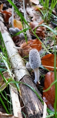 Lanatulae