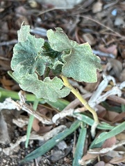 Malva arborea
