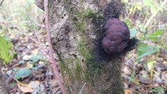 Hypoxylaceae