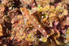 Tripterygion delaisi