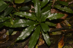 Beilschmiedia obtusifolia