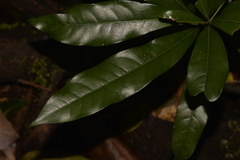 Beilschmiedia obtusifolia