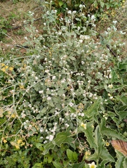 Heliotropium europaeum