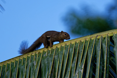 Callosciurus notatus