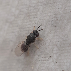 Eurytomidae