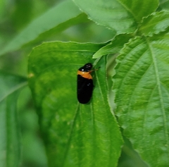 Phymatostetha deschampsi