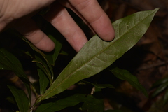 Beilschmiedia obtusifolia