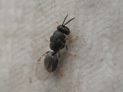 Eurytomidae