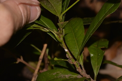 Beilschmiedia obtusifolia