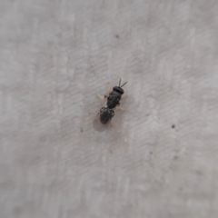 Eurytomidae