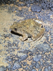 Phrynobatrachus natalensis