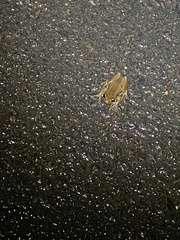 Afrixalus fornasini