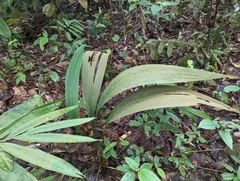 Molineria capitulata