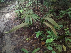 Molineria capitulata