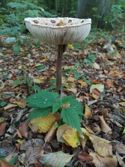Macrolepiota procera