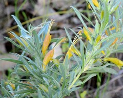 Eremophila glabra
