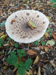 Macrolepiota procera