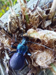 Carabus intricatus