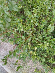 Portulaca oleracea