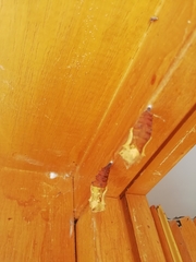 Nymphalis polychloros