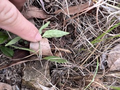 Pseuderanthemum variabile