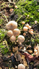 Coprinellus disseminatus