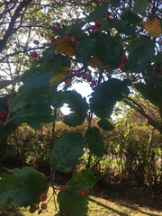 Scandosorbus intermedia