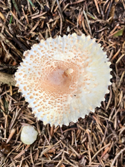 Lepiota