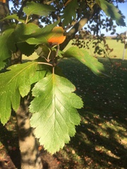 Scandosorbus intermedia