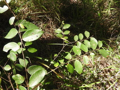 Bridelia leichhardtii