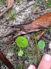 Hydrocotyle vulgaris