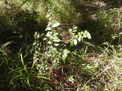 Bridelia leichhardtii
