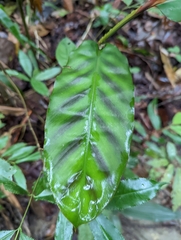 Etlingera rubrostriata