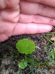 Hydrocotyle vulgaris