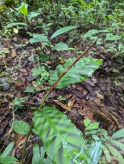 Etlingera rubrostriata
