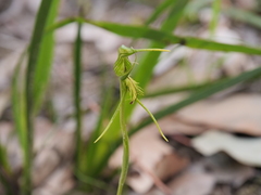 Pterostylis turfosa