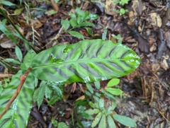 Etlingera rubrostriata