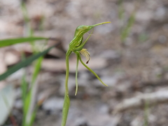 Pterostylis turfosa