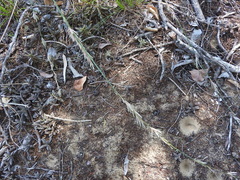 Eragrostis interrupta