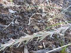 Eragrostis interrupta